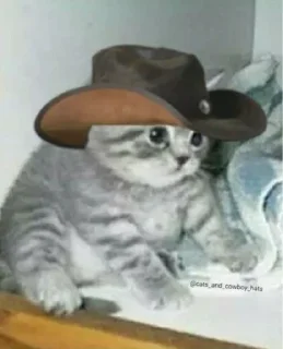 😂 emoji Lmaao Cat ( @Mlo_Op ) Telegram sticker 15 of 55