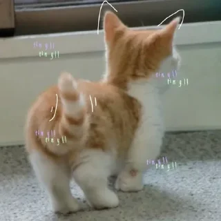 ⭐️ emoji Cattos and Dogos [ @XTheAnonymous ] @pinterest_to_stickerbot Telegram sticker 15 of 50