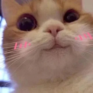 ⭐️ emoji Cattos and Dogos [ @XTheAnonymous ] @pinterest_to_stickerbot Telegram sticker 9 of 50