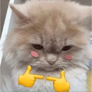 ⭐️ emoji Cattos and Dogos [ @XTheAnonymous ] @pinterest_to_stickerbot Telegram sticker 10 of 50
