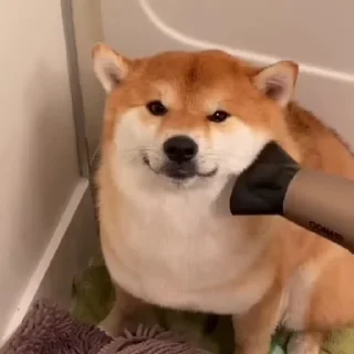 😌 emoji Dogesh @Trystickers Telegram sticker 11 of 50