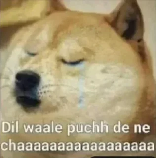😭 emoji Doge Dogesh Telegram sticker 15 of 119