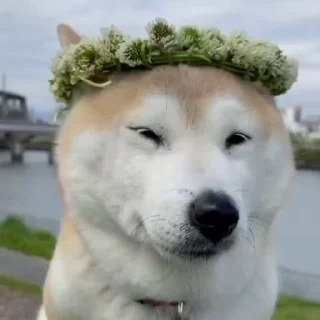 😌 emoji Dogesh @Trystickers Telegram sticker 13 of 50