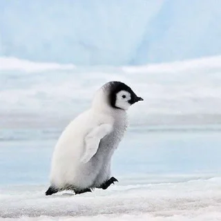 🏃‍♂ emoji PenQueen 🐧 Telegram sticker 21 of 40