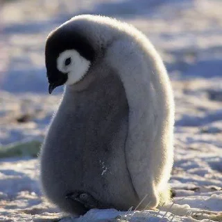 😔 emoji PenQueen 🐧 Telegram sticker 24 of 40