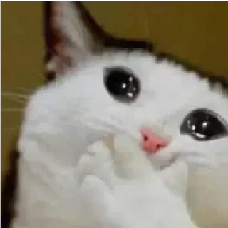 😿 emoji ᴀʟᴜᴍɪɴɪᴜᴍ @xtickerz Telegram sticker 15 of 56