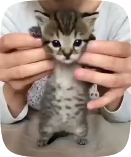 Sticker from 𝐍 𝐞 𝐳 𝐮 𝐤 𝐎𐦍༘⋆'s sticker kang pack