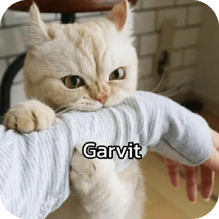 🐱 emoji चाय मट्ठी Telegram sticker 10 of 20