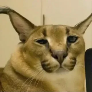 😑 emoji Danny Kang Pack Vol.1 Telegram sticker 3 of 71