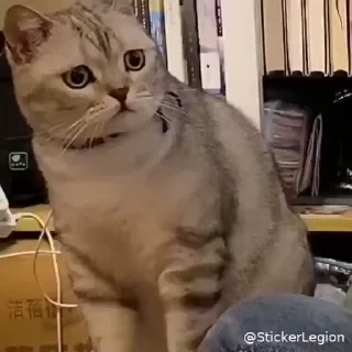 😾 emoji Iɴᴅʀᴀᴊɪᴛʜ • 🇮🇳 •'s Kang Sticker Pack Telegram sticker 14 of 50