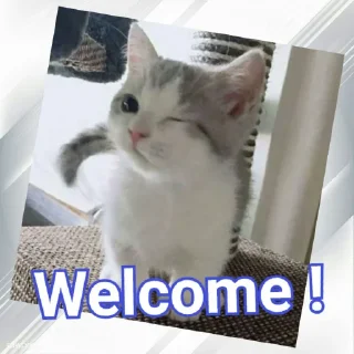 Sticker from Cats In Hindi @CrazyStarSticker