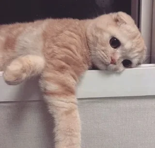 Sticker from Cat🐱