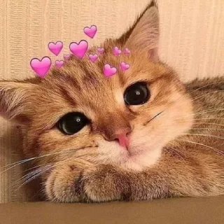 Sticker from Meow's stickers