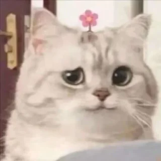 😙 emoji 泽知自用贴图合集2 Telegram sticker 12 of 42