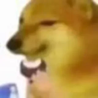 🤔 emoji DOGE MC by @venomXcrazy doGE MC CHEEMS PACK — @stckrRobot Telegram sticker 7 of 83