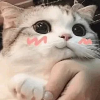 🐬 emoji *typing* Telegram sticker 21 of 120