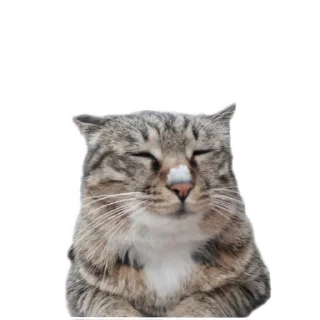 Sticker from Cats And Memes