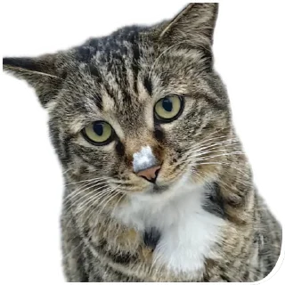 Sticker from Cats And Memes