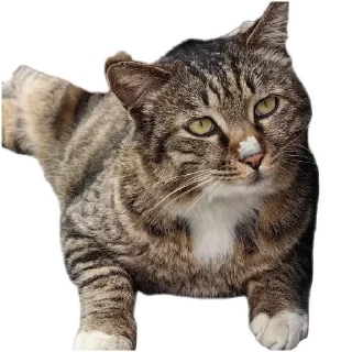 Sticker from Cats And Memes