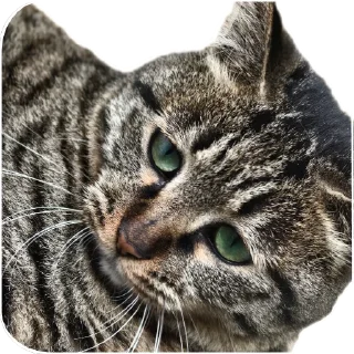 Sticker from Cats And Memes