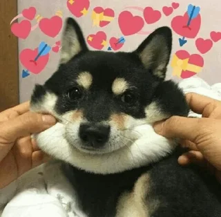 🐕 emoji JustDog × @burntpacks Telegram sticker 8 of 120