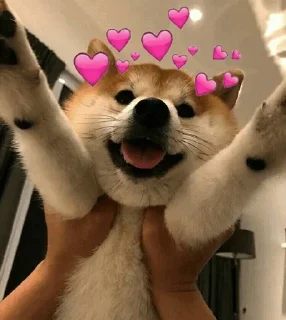 🐕 emoji JustDog × @burntpacks Telegram sticker 15 of 120