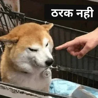 🤤 emoji 𝐇𝐢𝐧𝐝𝐢 𝐃ᴏɢ 𝐌ᴇᴍᴇ 💀 @indianstickermeme — @stckrRobot Telegram sticker 22 of 94