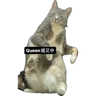 Sticker from 🩵𝓠𝓤𝓔𝓔𝓝🩵