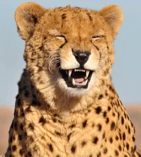 Sticker from laugh