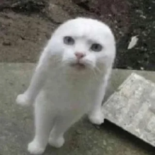 😡 emoji Toji's🗿🗿 pack Telegram sticker 24 of 84