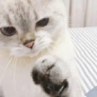Sticker from ҂ kucing - @cutejurnall