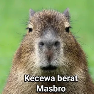 🤤 emoji waduh masbro 😅 @stiker_memee Telegram sticker 23 of 30