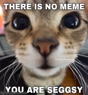 Sticker from @stickermaze | CatMEMES