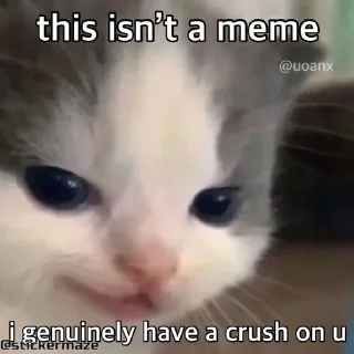 Sticker from @stickermaze | CatMEMES