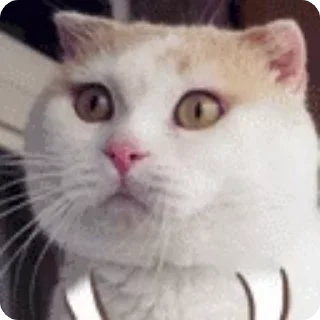 🐱 emoji Abhi's video pack 2 Telegram sticker 5 of 50