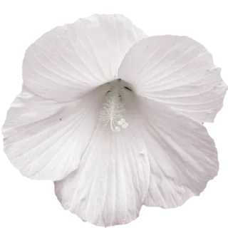 💒 emoji ₍ ρiᥒκ ρᥒg ₎ ˚₊· ♡ @mewsticks Telegram sticker 15 of 29