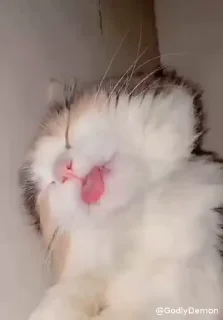 Sticker from ᴍᴀʀɪɴ ᴋɪᴛᴀɢᴀᴡᴀ 🐈's video pack (@Marin_Roxbot) 8