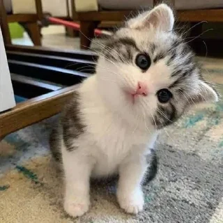 Sticker from cutie cat