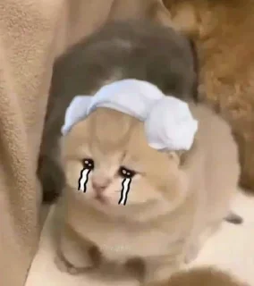 😢 emoji Cutie Cat- Miyamura Telegram sticker 24 of 68