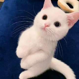 🐈 emoji cutie cat @abiancaa Telegram sticker 8 of 9
