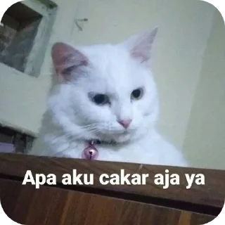 🐱 emoji kepoo kaya dora Telegram sticker 19 of 38