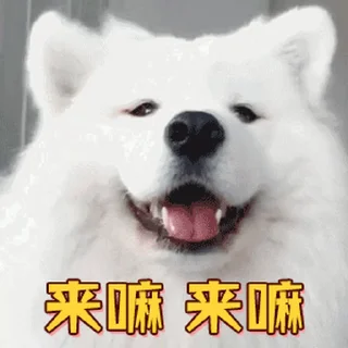 Sticker from 更多表情 @appmail 频道搜索 @S_Suo8