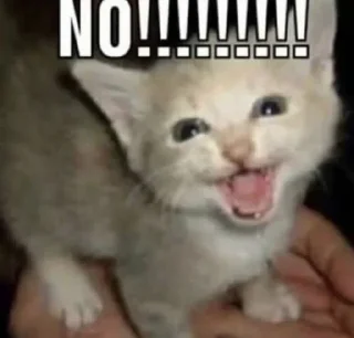 😾 emoji CATS R SO SILLY I LOVE THEM Telegram sticker 7 of 113