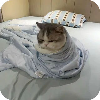 🐱 emoji Bui bui bui bui Telegram sticker 14 of 120