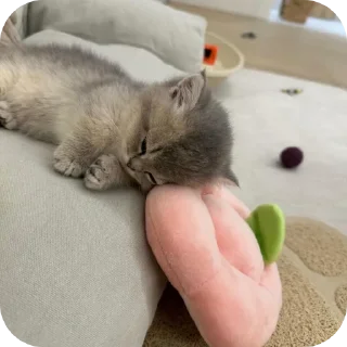 🐱 emoji Bui bui bui bui Telegram sticker 17 of 120