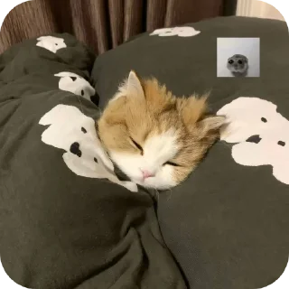 🐱 emoji Bui bui bui bui Telegram sticker 24 of 120