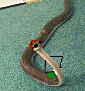 😏 emoji SNAKES @animestickerchannel Telegram sticker 10 of 60