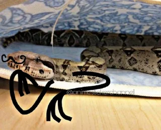 🤔 emoji SNAKES @animestickerchannel Telegram sticker 11 of 60