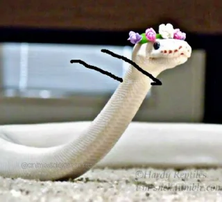 😎 emoji SNAKES @animestickerchannel Telegram sticker 17 of 60
