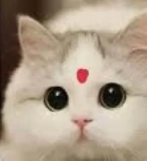 🙃 emoji @Shiv_Bhakt_ll 𓆩𝐕𝐢𝐒𝐇∆𝐋𓆪̥乛[🇮🇳]™ — @stckrRobot Telegram sticker 5 of 56